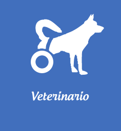 Veterinario